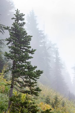 tepeler ve orman mount rainier Ulusal Ormanı Sisli sabah