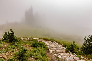 eğri ile iz sis ve alt alpin çayır çiçekler içinde kaplı