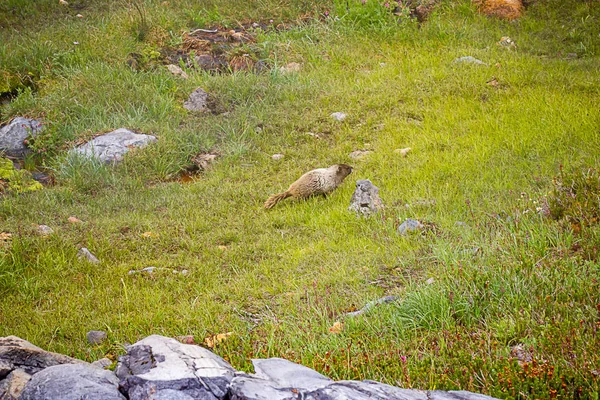 Marmotta si muove attraverso il prato subalpino nella nebbia della mattina presto — Foto Stock