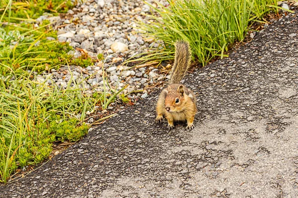 ハイキング トレイルの側面に沿って座っているシマリス — ストック写真