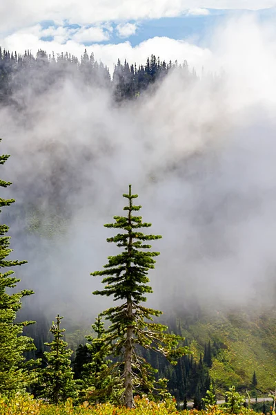 夏の森の木々を通り抜ける雲と霧 — ストック写真