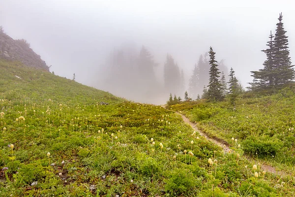 Brouillard et prairie subalpine couverte de fleurs sauvages et d'herbe — Photo