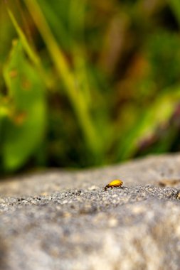 dikey sıcak bir taş üzerinde sürünen küçük sarı böcek