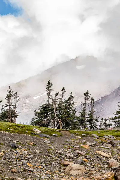 Stoney ground and twisted trees near snow covered mountian side — Stock Photo, Image