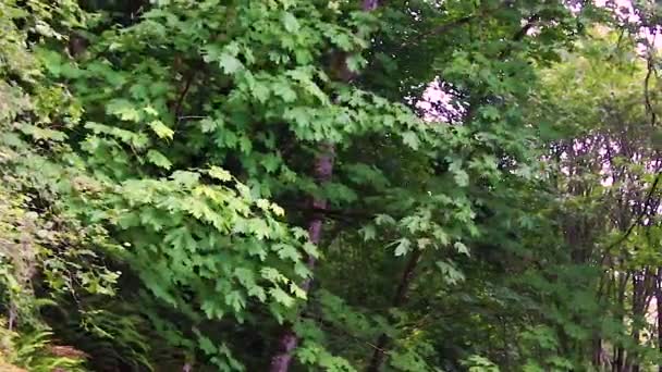 Hojas de arce balanceándose en el viento durante el verano — Vídeos de Stock