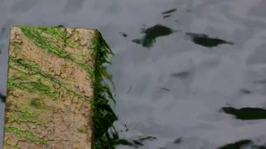 gelgit yanındaki bir çimento blok içinde boyunca sallanan yosun