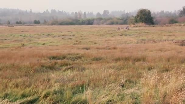 Panoramique Travers Les Marais Couverts Herbe Dans Ouest Washington Été — Video