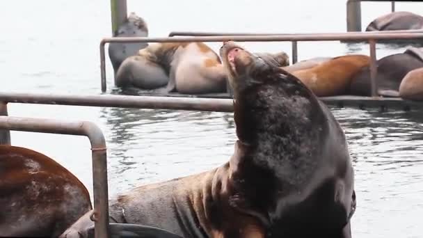 Μεγάλο sealion δαγκώματα και γρατζουνιές με την πλάτη της με τα δόντια του — Αρχείο Βίντεο