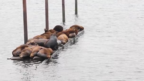 Колония морских котиков лежала на деревянной лодке в Орегоне — стоковое видео