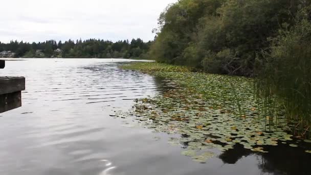 Almohadillas de lirio flotando en un gran lago — Vídeos de Stock