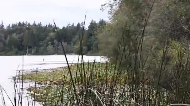 Hoog meer planten steken omhoog uit een meer — Stockvideo