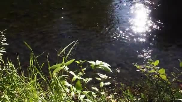 Río que pasa junto a las hojas y las malas hierbas bajo el sol de verano — Vídeos de Stock