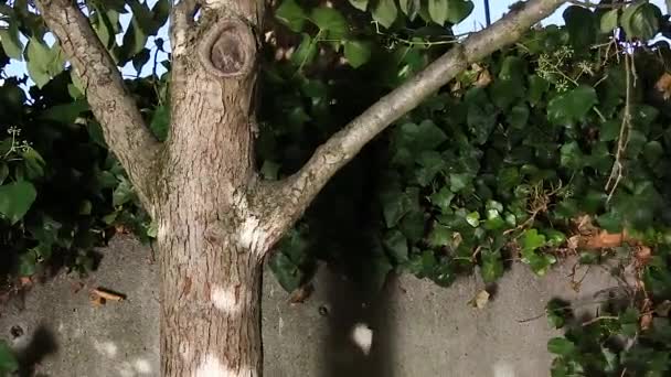 Träd mot en vägg med ljus och skuggor — Stockvideo