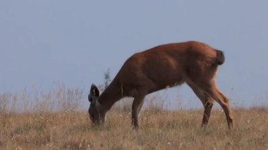 genç dişi geyik yürüyüş ve dağ otlatma