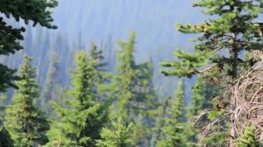 Çam iğneleri ve ağaçları Washington Olimpiyat dağ kenarında