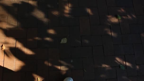 Person med vita skor och jeans gå på en tegel-vägen — Stockvideo