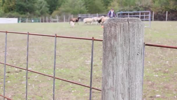 バック グラウンドで犬に Herded されて羊ファーム フェンス — ストック動画