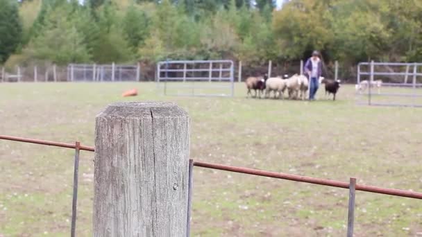 Sheep being herded by a dog behind a fence — Stock Video