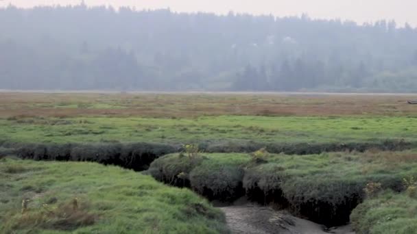 在湿地的溪流上平移 — 图库视频影像