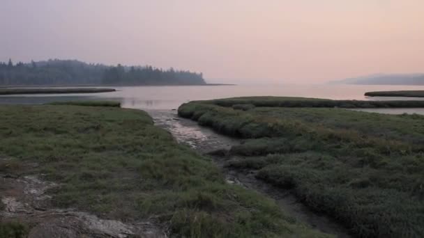 Streams of water cutting through the wetlands grass — Stock Video