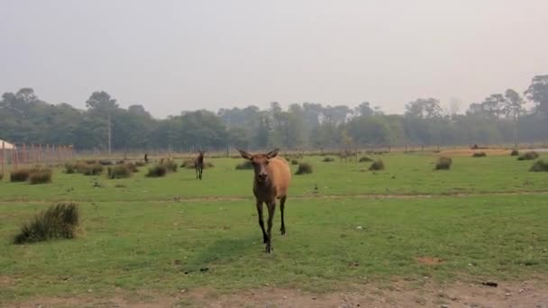 mère et jeune wapiti traversant une prairie sèche 