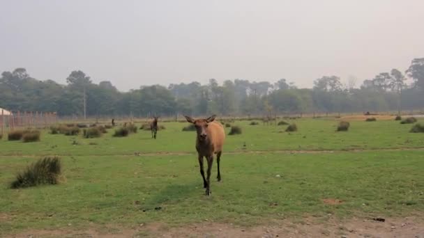 Anya és a fiatal jávorszarvas fut át száraz rét — Stock videók