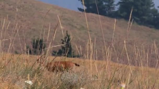 Droge gloden grassen in frong van een hert lopen in veld — Stockvideo