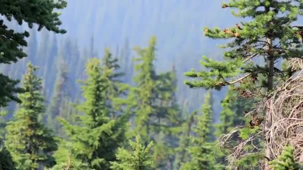 Aghi di pino e alberi sul lato della catena montuosa olimpica a Washington — Video Stock