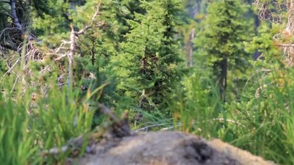 Hierba verde con el viento en frong de la ladera de la montaña en el estado de Washington verano — Vídeos de Stock