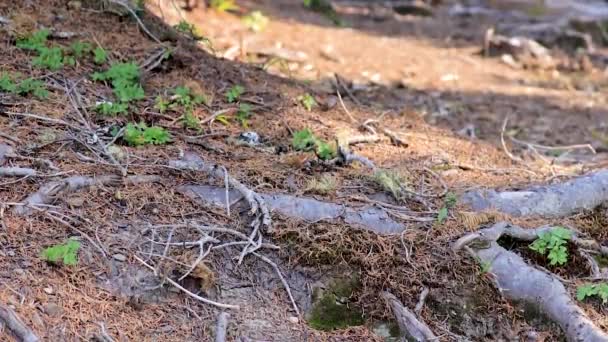 vent soufflant à travers les branches d'une montagne d'été dans l'état de Washington 