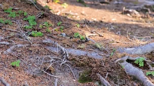 Viento Soplando Través Las Ramas Una Ladera Montaña Verano Estado — Vídeos de Stock