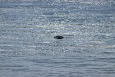 Kış su yüzeyinde yüzen tek küçük mühür
