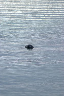 küçük kafa, bir mühür ile kışın su