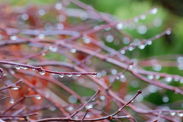 Gotas de rocío brillante en el sol de la mañana en rama — Foto de Stock