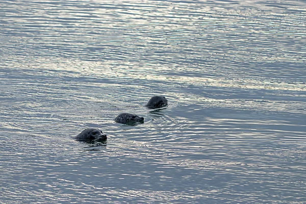 Три молодых тюленя в водах пугета — стоковое фото