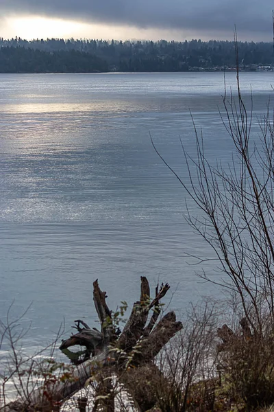 Vertikala av drivved på stranden av washington — Stockfoto