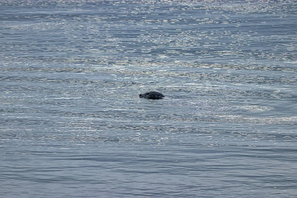 漂浮在冬季水面上的单件小海豹 — 图库照片