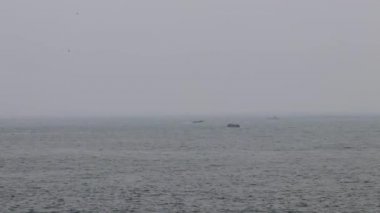 kuşlar ve su üzerinde tekne