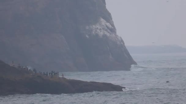 海から登って崖の基盤のまわりの飛行のカモメ — ストック動画