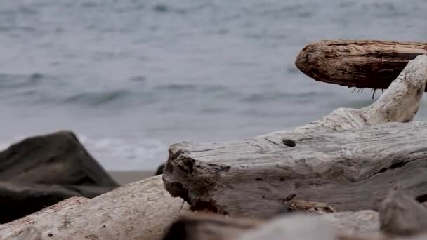 Madera pálida a la deriva en una playa tormentosa — Vídeo de stock