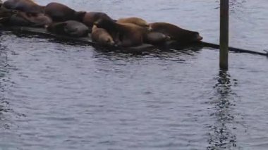 çok büyük sealions bir teknede dinlenme