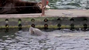 yüzen bir platform yüzme sealion