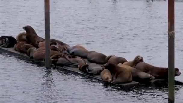 Sealions στηρίζεται σε μια παλιά φορτηγίδα — Αρχείο Βίντεο