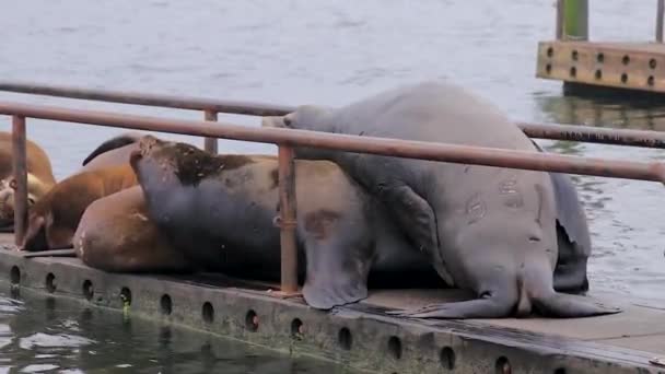 Große Seelöwen auf einem Wehr aufgetürmt — Stockvideo