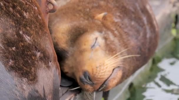 睡眠海豹流口水和呼吸 — 图库视频影像