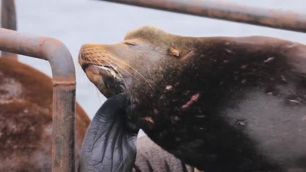 Old scarred sealion itching its head with its flipper — Stock Video