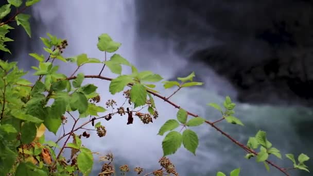 Viti verdi appese di fronte a una grande cascata — Video Stock