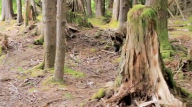 dilini ve mutlu yüz yosunlu orman çevresinde çalışan büyük brindle köpek