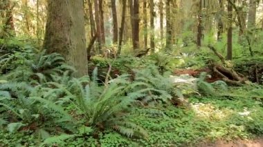 Ferns parlak yosun altında orman yaz sezonunda kaplı.