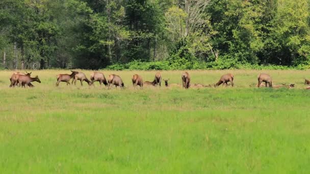 麋鹿群和鸟群在华盛顿州的大草地上 — 图库视频影像